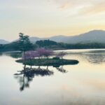 日野川ダム、浮島の八重桜開花状況
