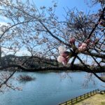 日野川ダムの桜開花状況（4/6撮影）