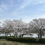 日野川ダム　桜（ソメイヨシノ）開花状況【4/8撮影】