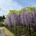 正法寺 藤の開花状況について(5月1日撮影）