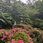 雲迎寺のさつき　開花状況（６月３日撮影）