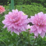 日野ダリア園　ダリアの切り花販売中♪