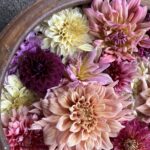 日野ダリア園　ダリアの切り花販売中♪